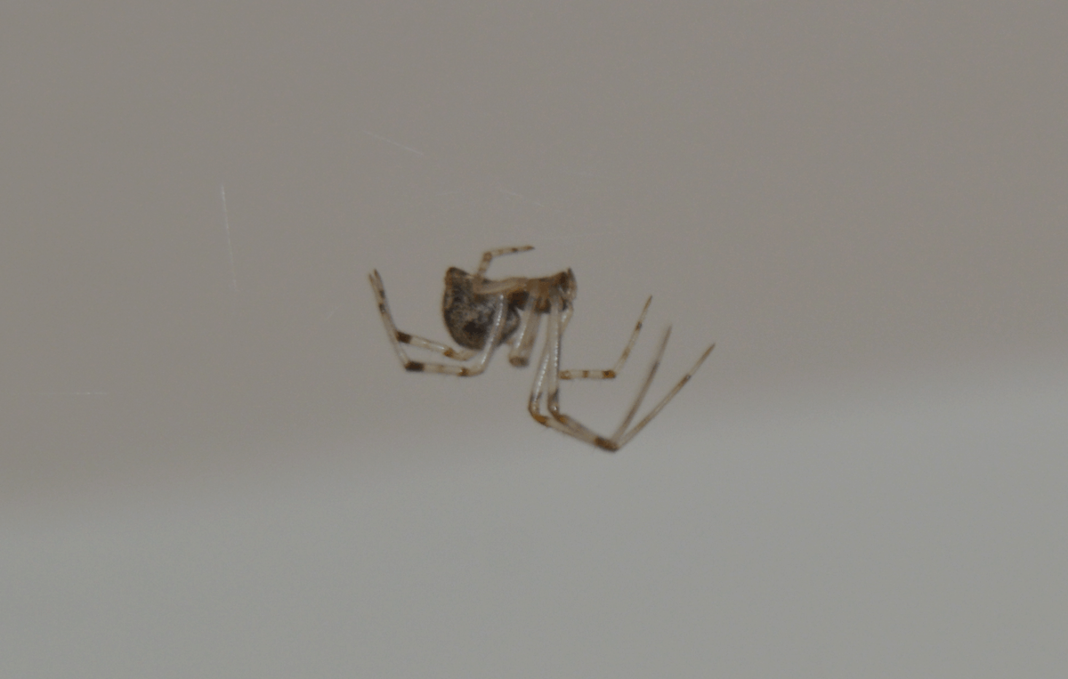 Picture of Parasteatoda tepidariorum (Common House Spider) - Lateral