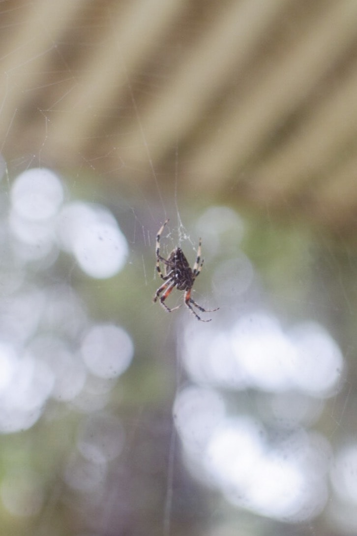 Picture of Neoscona (Spotted Orb-weavers) - Ventral,Webs