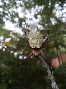 Picture of Argiope flavipalpis - Dorsal,Webs