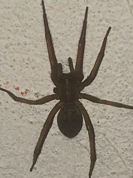 Picture of Eratigena agrestis (Hobo Spider) - Dorsal