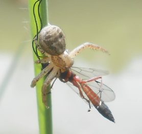 Picture of Xysticus spp. (Ground Crab Spiders) - Dorsal,Prey
