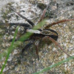 Featured spider picture of Alopecosa albofasciata