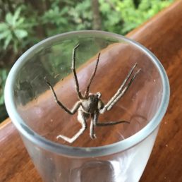 Featured spider picture of Phoneutria boliviensis