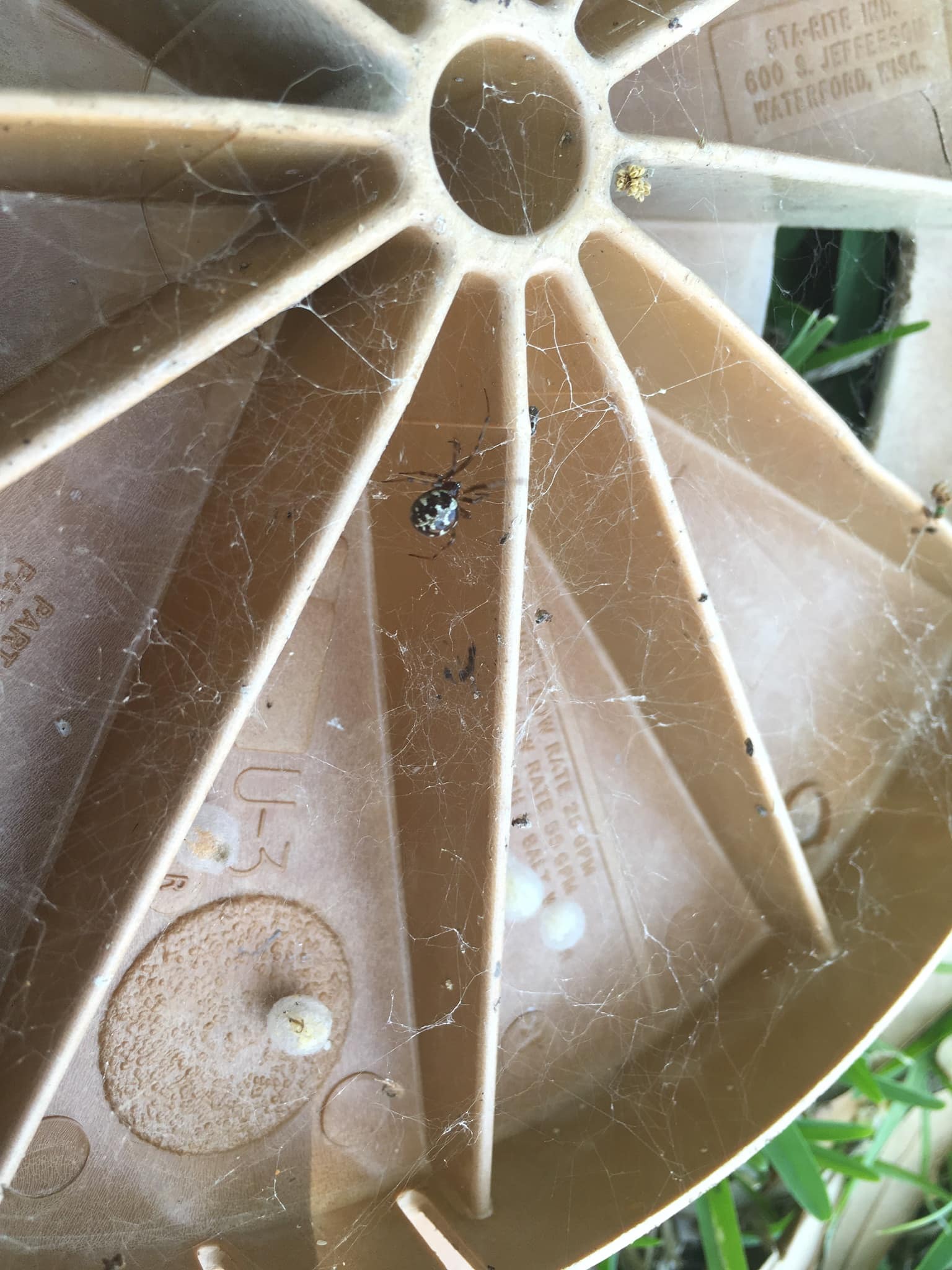 Picture of Steatoda triangulosa (Triangulate Cobweb Spider) - Female - Dorsal,Egg sacs,Webs