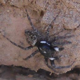 Featured spider picture of Menemerus semilimbatus