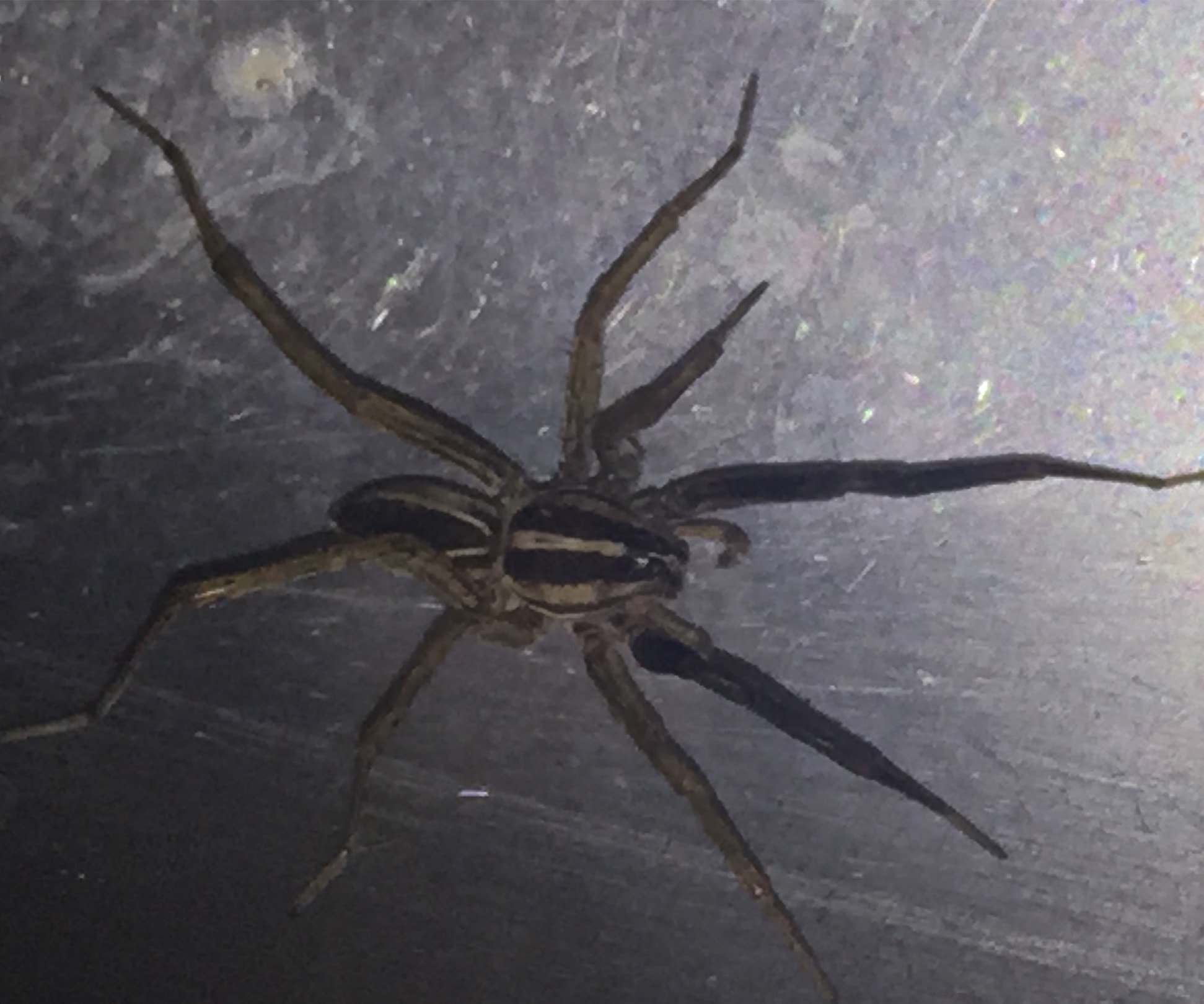 Picture of Rabidosa rabida (Rabid Wolf Spider) - Male - Dorsal
