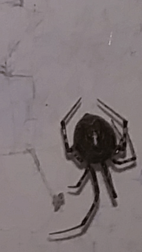Picture of Parasteatoda tepidariorum (Common House Spider) - Female - Dorsal