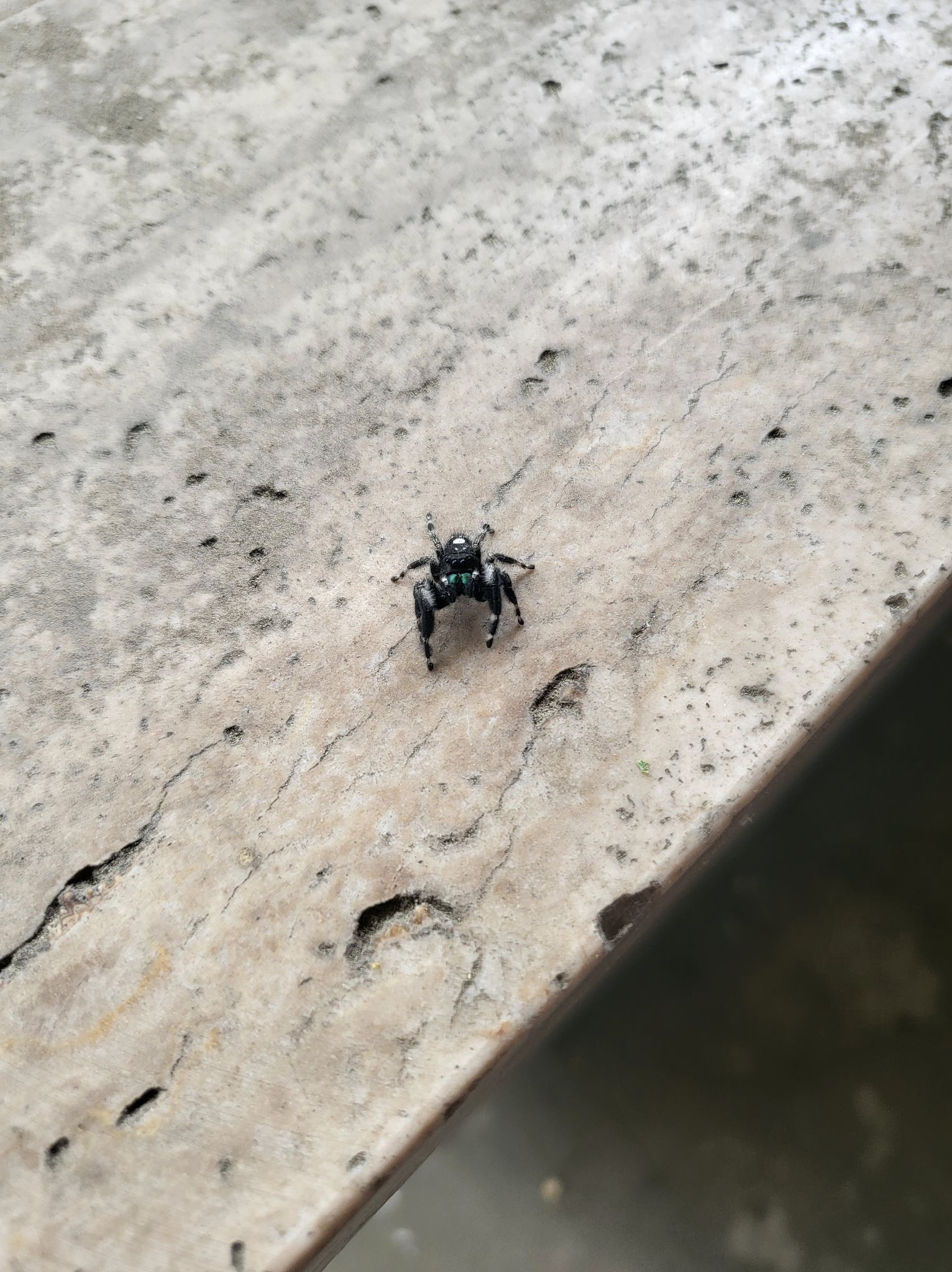 Unidentified spider in Boise, Idaho United States