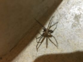 Picture of Loxosceles reclusa (Brown Recluse) - Dorsal