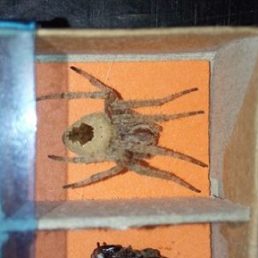 Featured spider picture of Neoscona lipana (gagambang hapon)