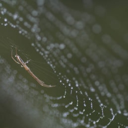 Featured spider picture of Tetragnatha versicolor