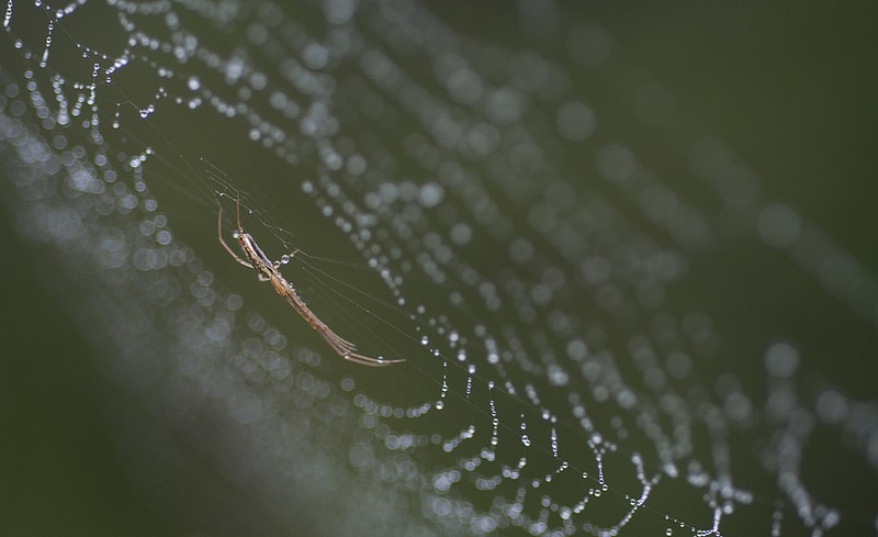 Picture of Tetragnatha versicolor - Lateral,Webs