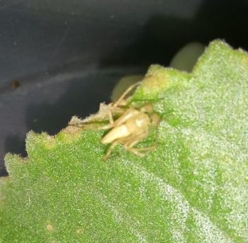 Picture of Oxyopidae (Lynx Spiders) - Male - Dorsal