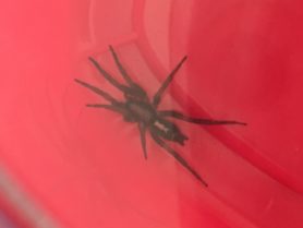 Picture of Herpyllus ecclesiasticus (Eastern Parson Spider) - Dorsal