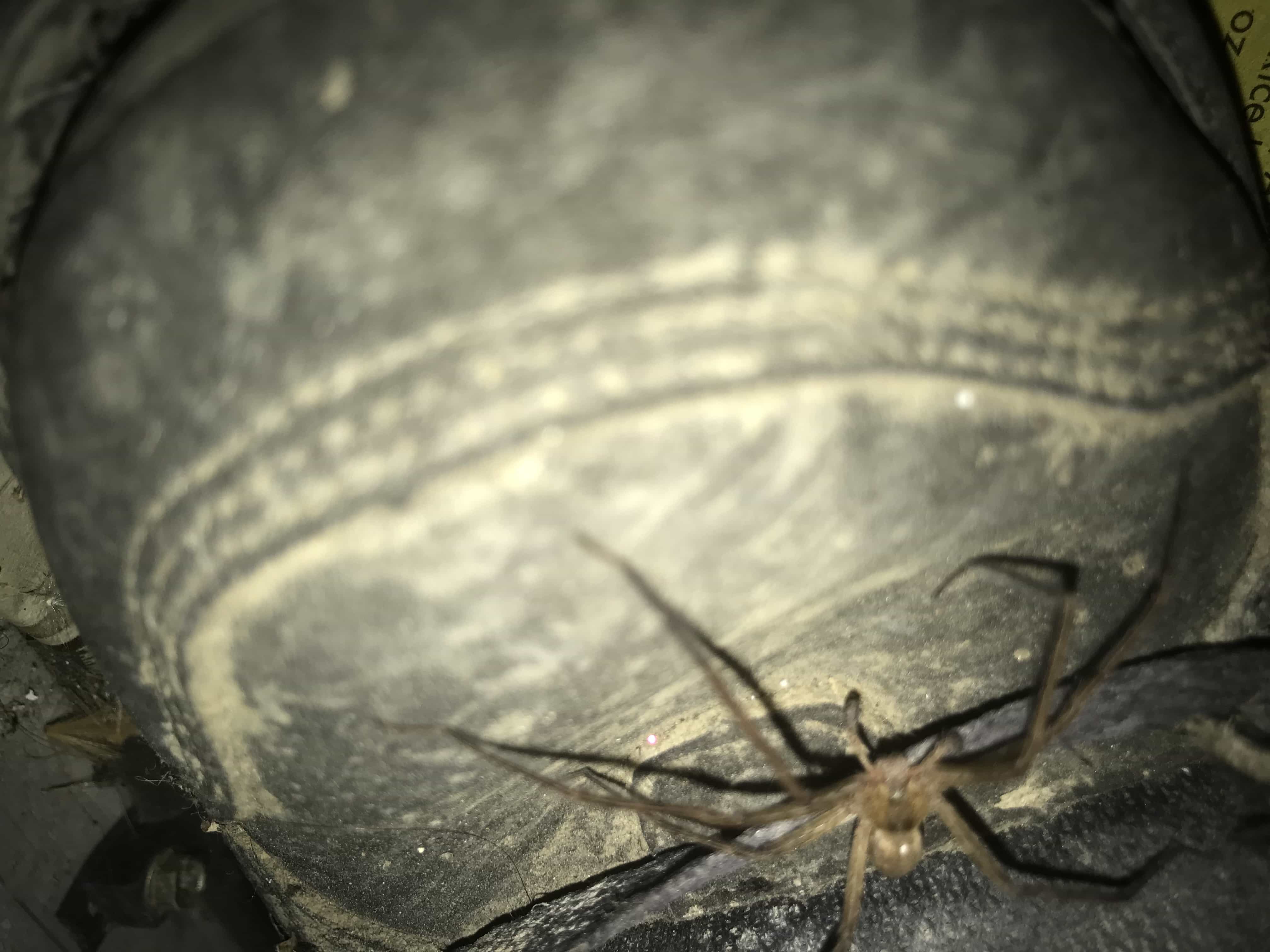 Picture of Pisaurina mira (Nursery Web Spider) - Male
