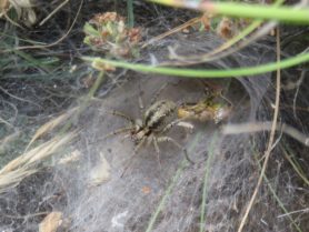Picture of Agelena labyrinthica (Labyrinth Spider) - Dorsal,Webs