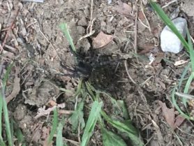 Picture of Tigrosa aspersa (Tiger Wolf Spider) - Female - Dorsal,Spiderlings