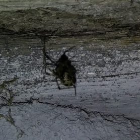 Picture of Parasteatoda tepidariorum (Common House Spider) - Dorsal