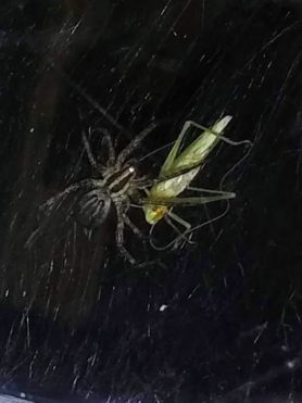 Picture of Agelenopsis spp. (Grass Spiders) - Dorsal,Webs,Prey