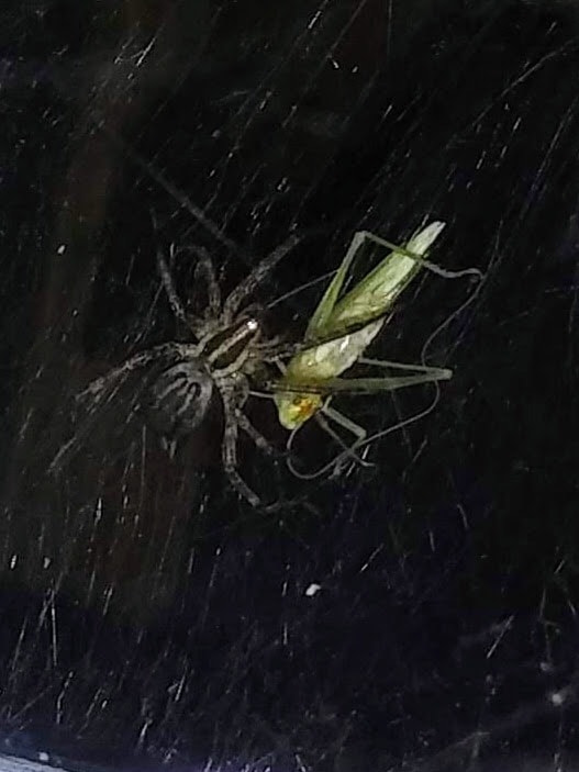 Picture of Agelenopsis (Grass Spiders) - Dorsal,Webs,Prey