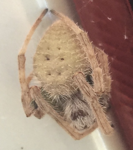 Picture of Eriophora ravilla (Tropical Orb-weaver) - Dorsal