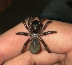 Picture of Euctenizidae (Wafer-lid Trapdoor Spiders) - Dorsal