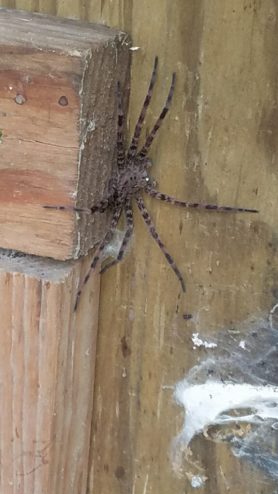 Spiders in Mississippi - Species & Pictures
