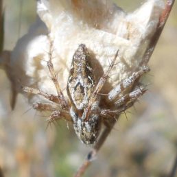 Featured spider picture of Oxyopes heterophthalmus