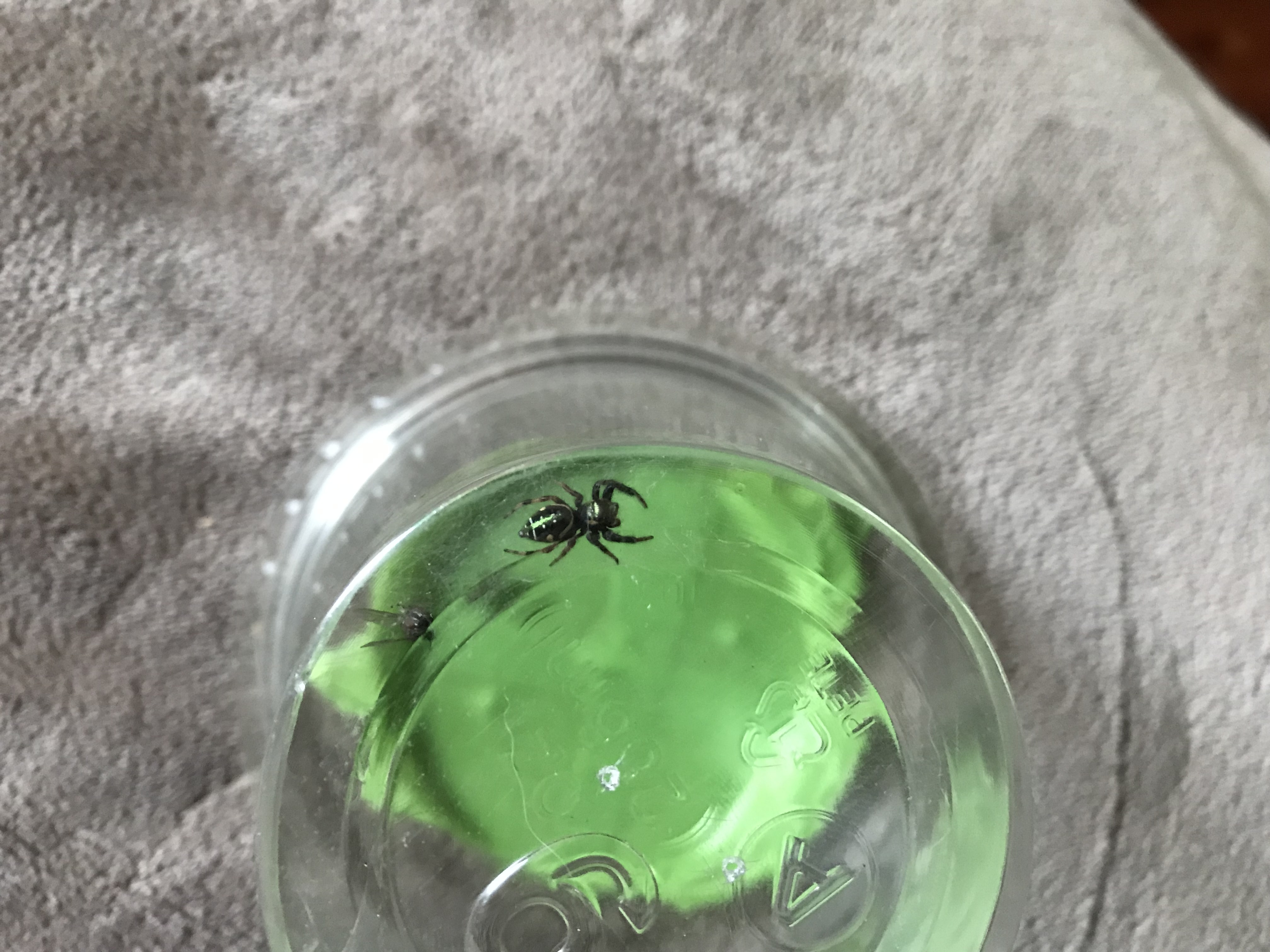 Picture of Paraphidippus aurantius (Emerald Jumping Spider) - Dorsal