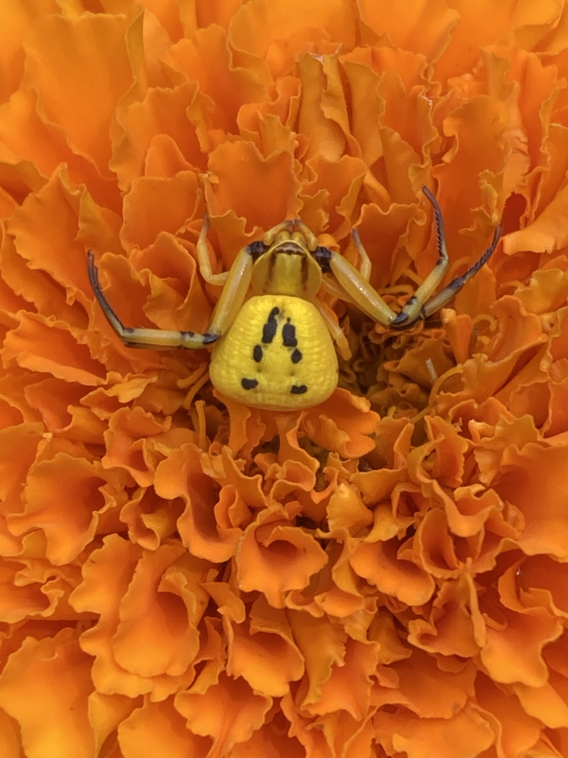 Picture of Misumenoides formosipes (White-banded Crab Spider)