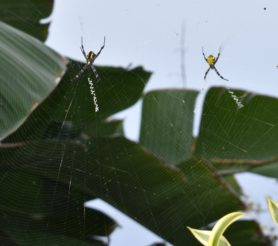 Picture of Argiope appensa (Hawaiian Garden Spider) - Dorsal,Ventral,Webs