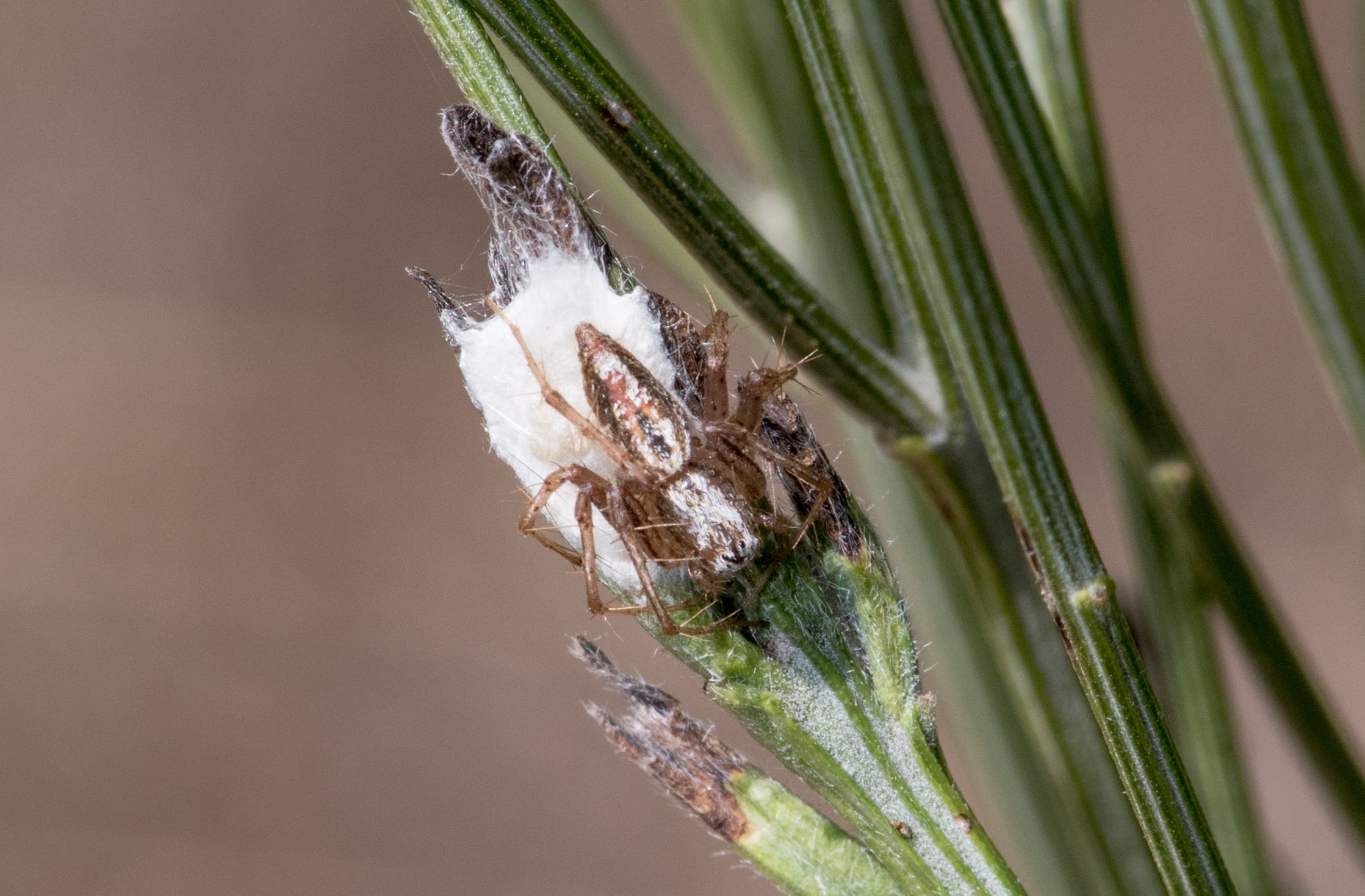 Picture of Oxyopidae (Lynx Spiders) - Female - Dorsal,Egg Sacs
