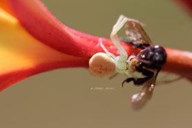 Picture of Thomisidae (Crab Spiders) - Dorsal,Prey