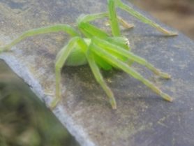 Picture of Olios milleti (Green Crab Spider) - Lateral