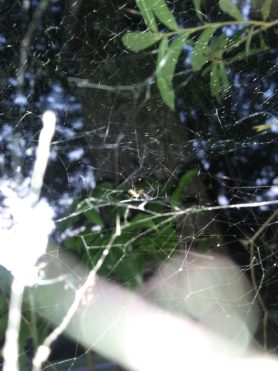 Picture of Mecynogea lemniscata (Basilica Orb-weaver) - Lateral,Webs