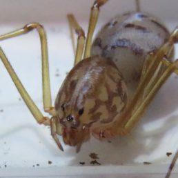 Featured spider picture of Scytodes univittata