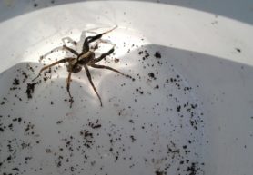 Picture of Schizocosa spp. (Lanceolate Wolf Spiders) - Male - Dorsal
