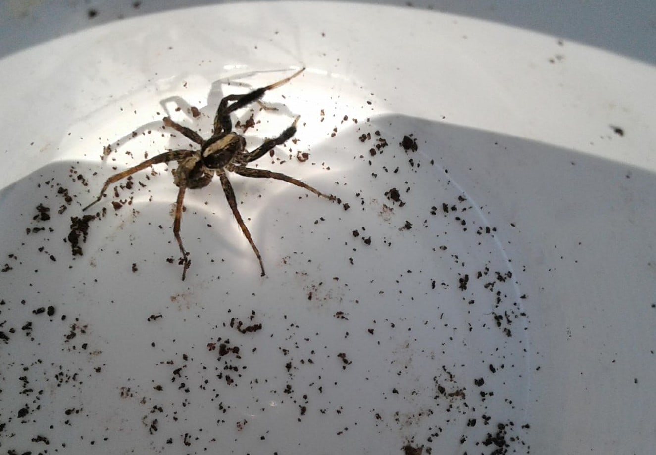Picture of Schizocosa (Lanceolate Wolf Spiders) - Male - Dorsal