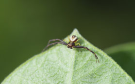 Picture of Misumena vatia (Golden-rod Crab Spider) - Male