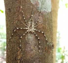 Picture of Hersiliidae (Two-tailed Spiders) - Dorsal