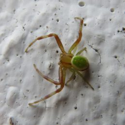Featured spider picture of Ebrechtella tricuspidata