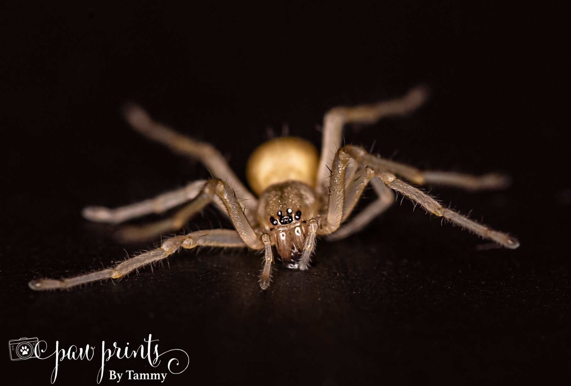 Picture of Cheiracanthium mildei (Long-legged Sac Spider) - Eyes