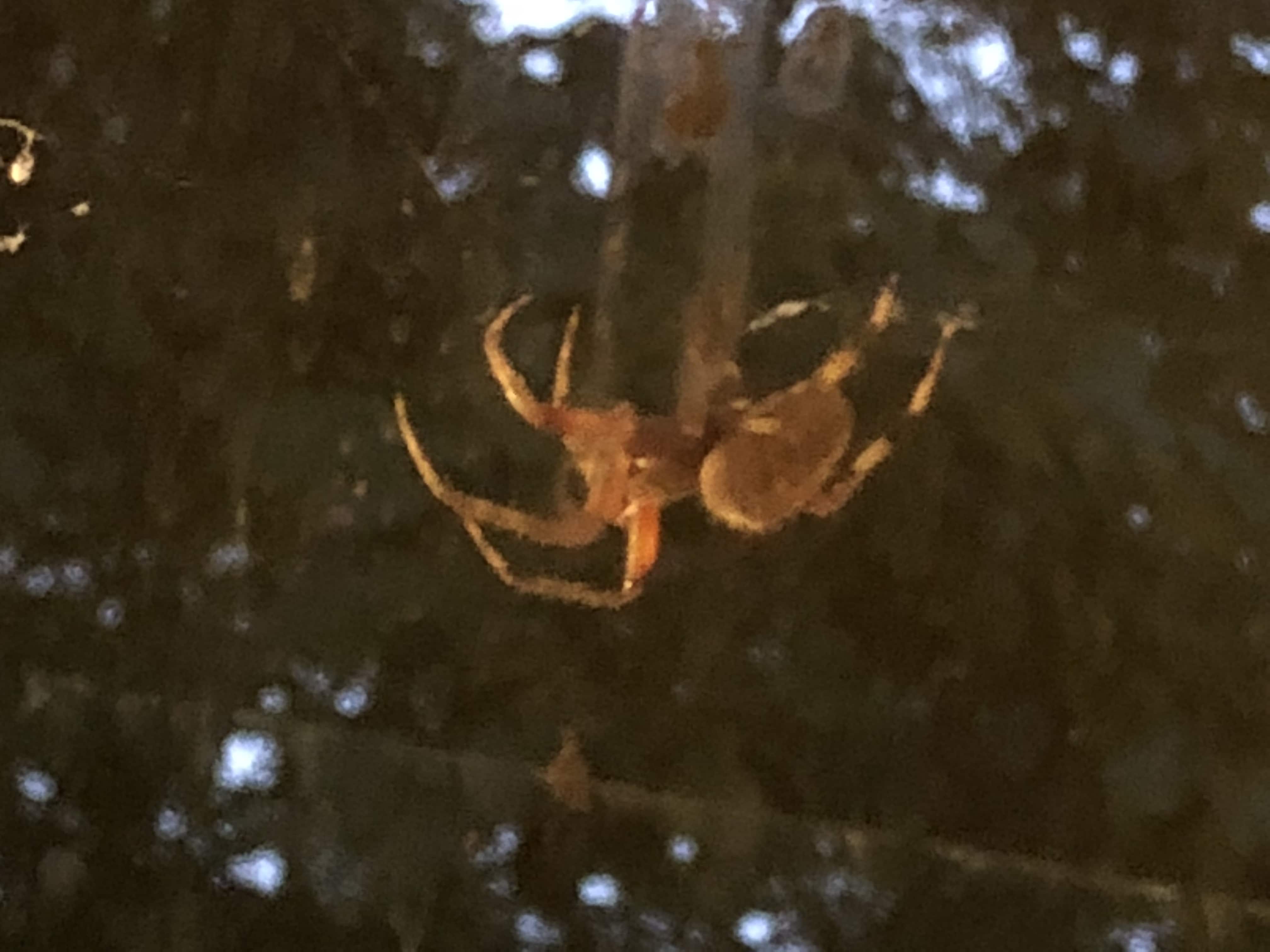 Picture of Neoscona (Spotted Orb-weavers) - Lateral