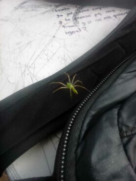 Picture of Peucetia viridans (Green Lynx Spider)