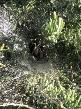 Picture of Agelenidae (Funnel Weavers) - Male - Webs,In Retreat