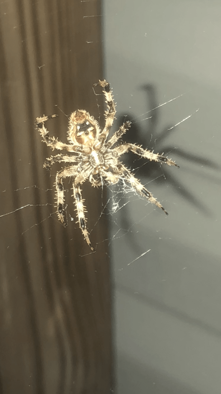 Spiders In Tennessee Species And Pictures