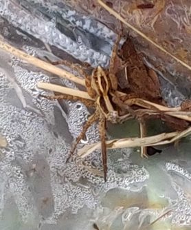 Picture of Schizocosa spp. (Lanceolate Wolf Spiders) - Dorsal