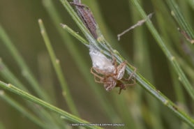 Picture of Oxyopidae (Lynx Spiders) - Female - Egg Sacs