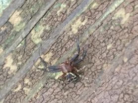 Picture of Xysticus spp. (Ground Crab Spiders) - Dorsal