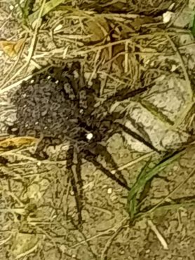 Picture of Lycosidae (Wolf Spiders) - Female - Dorsal,Spiderlings
